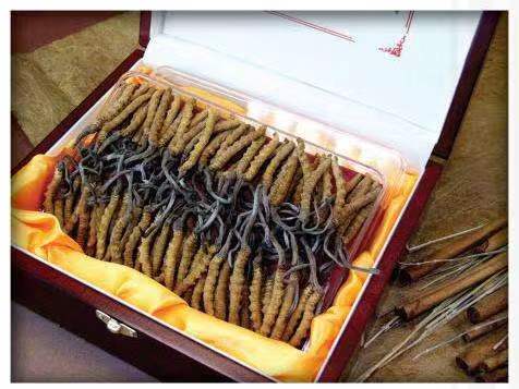 靖远冬虫夏草回收